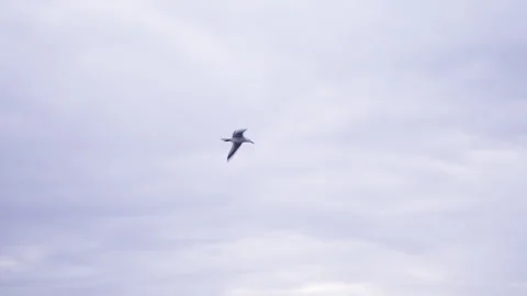 A pair of seagulls flying over Albufera Video stock 280275559
