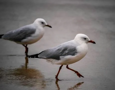 Pair of Seagulls Marching on the Sand Stock Photos