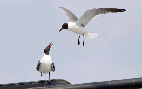 Pair of seagulls Stock Photos