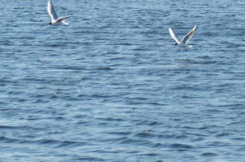 A pair of seagulls Foto stock