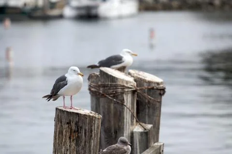 A pair of seagulls rest on a dock. Stock Photos