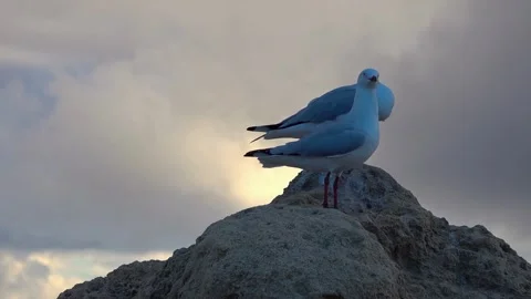 Pair of seagulls resting on stone Stock Footage 321178406