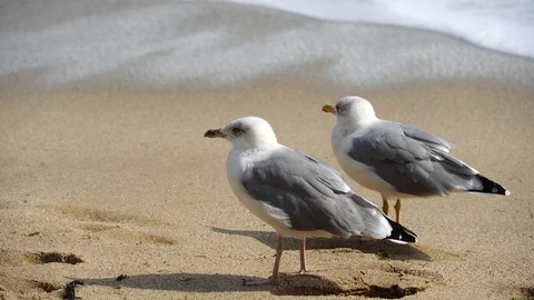 A pair of seagulls is standing on the beach Stock Footage 115974441