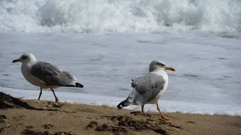 A pair of seagulls is standing on the beach Stock Footage 115974455