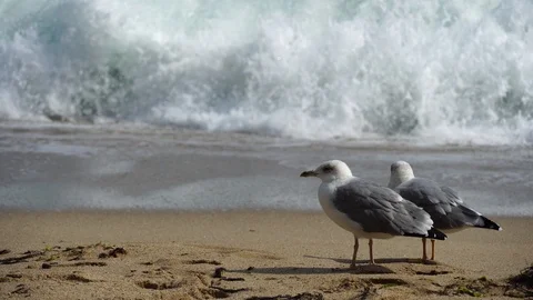 A pair of seagulls is standing on the beach Stock Footage 116369638