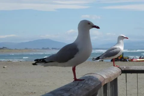 Pair of Seagulls standing on a rail Stock Photos