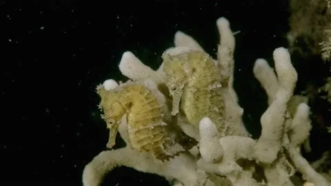 Pair seahorse synchronized on sponge Video stock 232873532