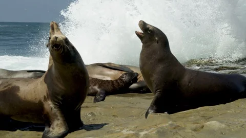 A pair of Sealions fight Stock-Footage 94884876
