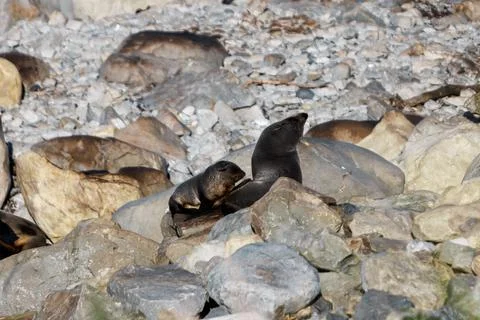 Pair of seals Foto stock