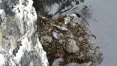 Pair of seals on rocks from above Stock Footage 75644331