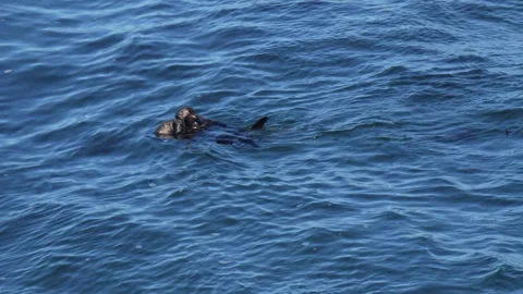 A pair of Seaotters. Stock Footage 319814389