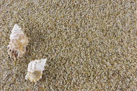 Pair of seashells over sand background with room for text. Shells at the beac Stock Photos