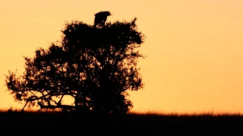 A pair of secretary bird sitting on tree top at sunrise in Maasai Mara, Kenya Stock Footage 97358545