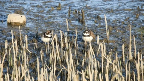 A Pair of Semipalmated Plovers Standing in the Marsh Stock Footage 134665923