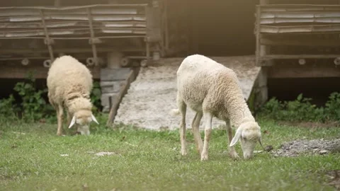 A pair of sheep are in the field Stock Footage 263698180