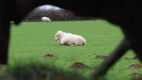 Pair of sheep of field in lush field in Devon Stock Footage 237429777