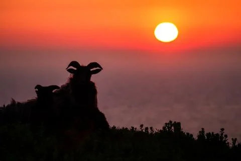 Pair of sheep in meadow during sunset, Helgoland, Germany, animal silhouette, Stock Photos
