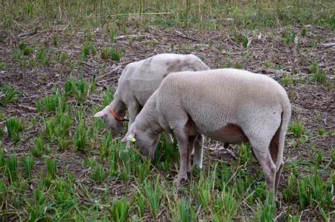 Pair of sheep Stock Photos