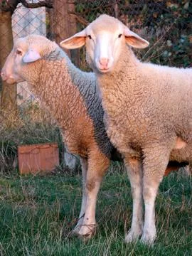 A pair of sheep Stock Photos