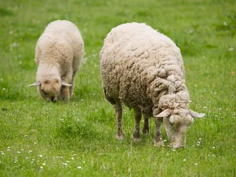 Pair of sheeps on the meadow Stock Photos