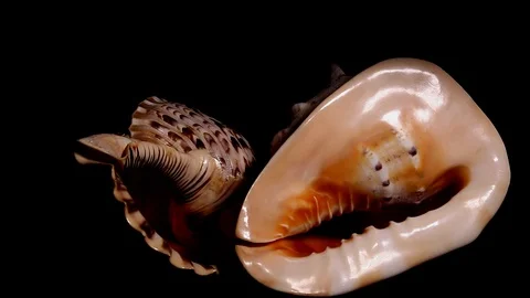 Pair of shells Stock Footage 123068730