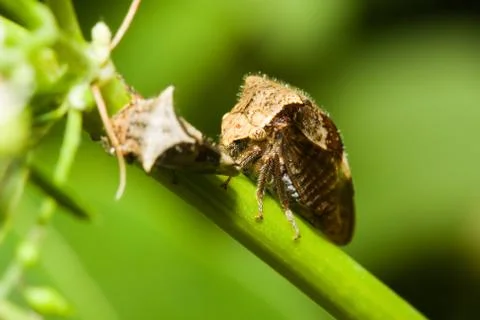 A pair of shield bugs. Stock Photos