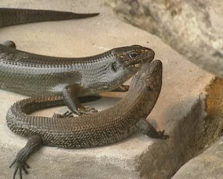 Pair of Shingleback Lizard (Tiliqua rugosa) on rock Stock Footage 22224825