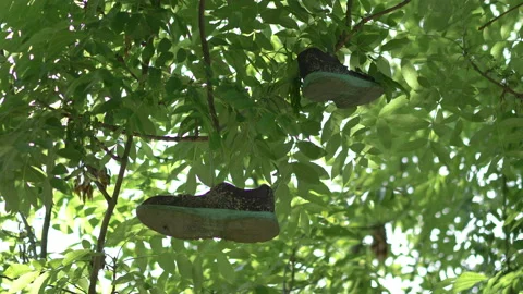 Pair of shoes hanging on tree in 4k slow motion 스톡 동영상 94351676