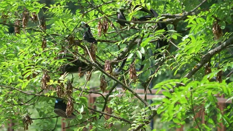 Pair of shoes hanging on tree in 4k slow motion Vídeos de archivo 94352089