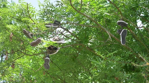 Pair of shoes hanging on tree in 4k slow motion 스톡 동영상 94352243