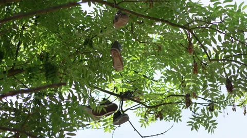Pair of shoes hanging on tree in 4k slow motion 스톡 동영상 94352500