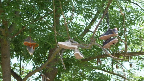Pair of shoes hanging on tree in 4k slow motion Vídeos de archivo 94354931