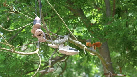 Pair of shoes hanging on tree in 4k slow motion 스톡 동영상 94356398