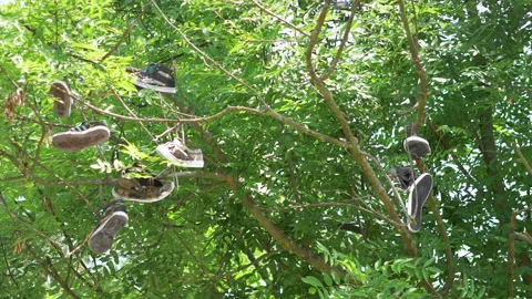 Pair of shoes hanging on tree in 4k slow motion 스톡 동영상 94356698