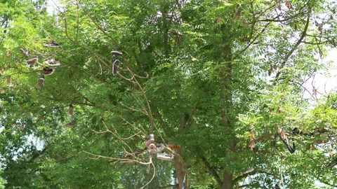 Pair of shoes hanging on tree in 4k slow motion 스톡 동영상 94357700