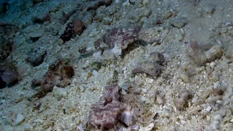 Pair of Short dragonfish (Eurypegasus draconis) on th sand in Raja Ampat Stock-Footage 90511695