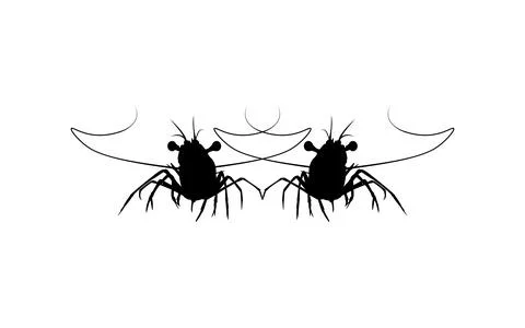 Pair Shrimp silhouette, Ilustração Stock
