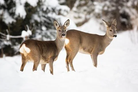 A pair of shy roe deer posing on the snowy cover of the forest meadow Stock Photos