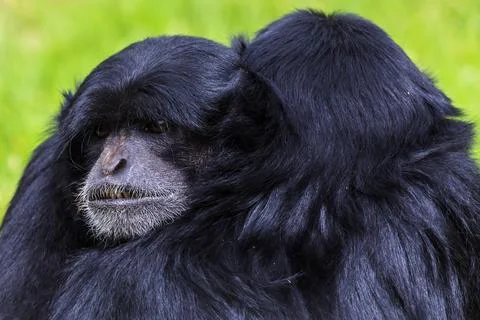 Pair of Siamangs cuddling Stock Photos
