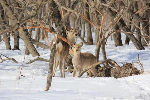 A Pair of Sika Japanese deer during winter in Hokkaido Stock Photos