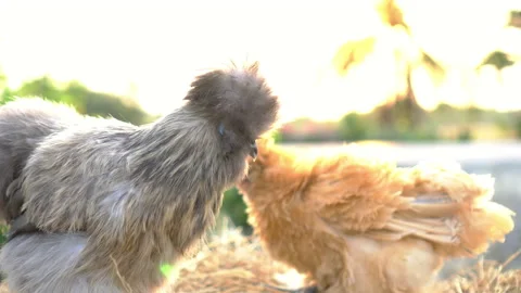 Pair of silkie chicken in free range farm fluffy livestock in morning sun Stock Footage 135448997