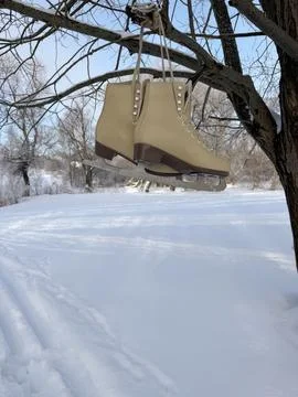 A pair of skates hangs on a tree branch. Above a ski track in a birch grove.  Fotos Stock