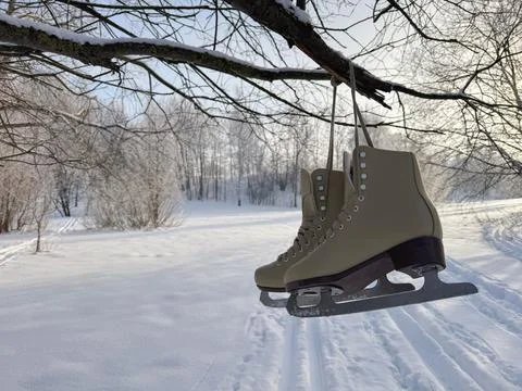 A pair of skates hangs on a tree branch. Above a ski track in a birch grove.  Fotos Stock