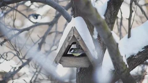 A pair of small birds in a bird feeder pecking in the winter Stock Footage 87294099