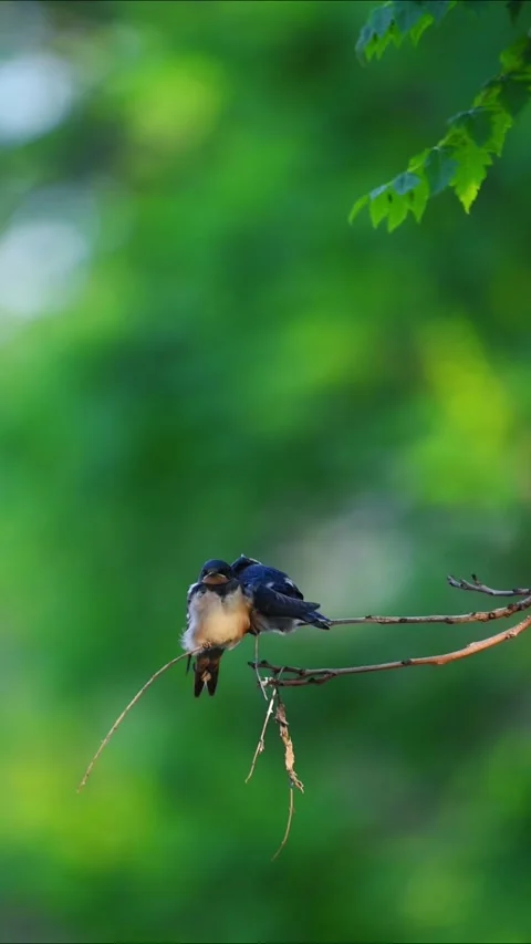 Pair of Small Birds Perched on a Tree Branch Stockbeeldmateriaal 329910554