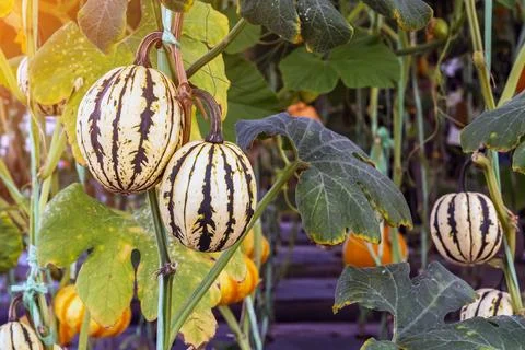 Pair of small decorative striped pumpkins with cream and dark green pattern.. Stock Photos
