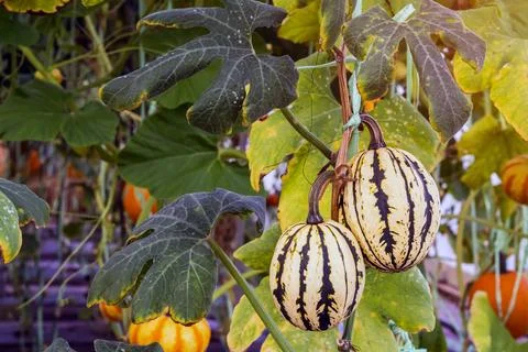 Pair of small decorative striped pumpkins with cream and dark green pattern.. Stock Photos