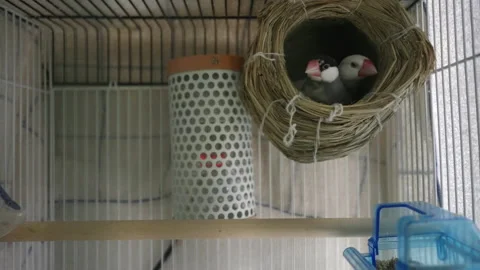 Pair Of Small Passerine Java Sparrow Birds In A Nest Inside The Metal Stock Footage 150348128