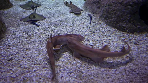Pair of small sharks fighting while one bites the other hard in the side. Stock Footage 240316308