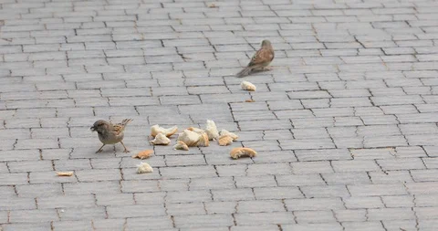 Pair of small sparrows are eat pieces of bread Stock Footage 113542604